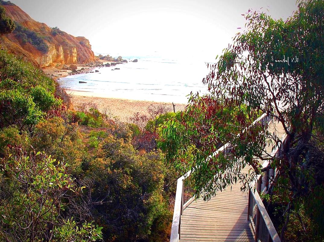 Experience Surfing at Point Addis: Viewing the Waves