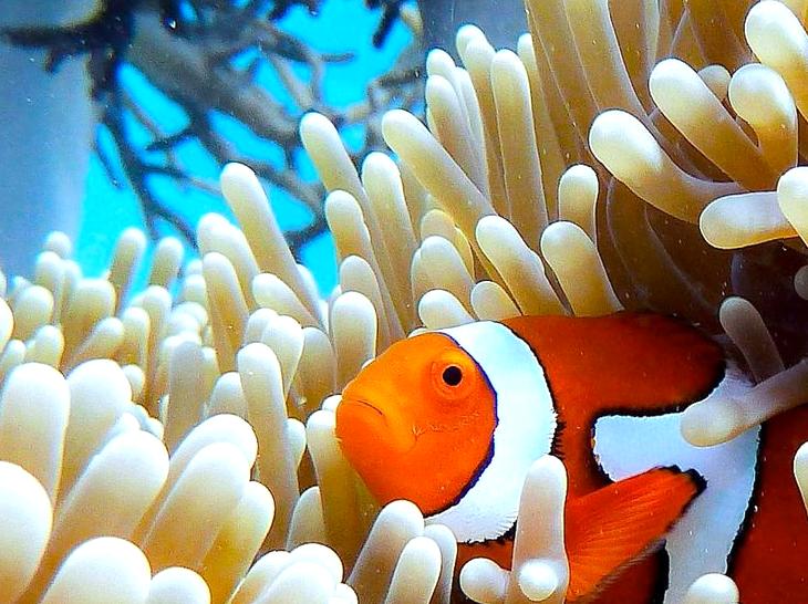 A Journey Through Reef-Embedded Art Galleries