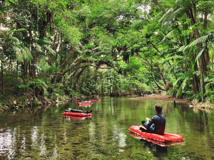 Discovering the Wonders of Daintree's Lush Ecosystem