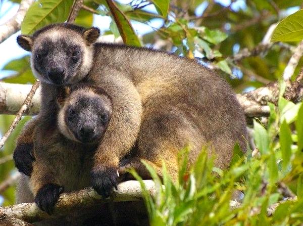 Exploring the Age-Old Flora of Daintree Rainforest