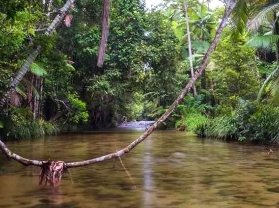 Uncovering the Mysteries of the Ancient Daintree Jungle